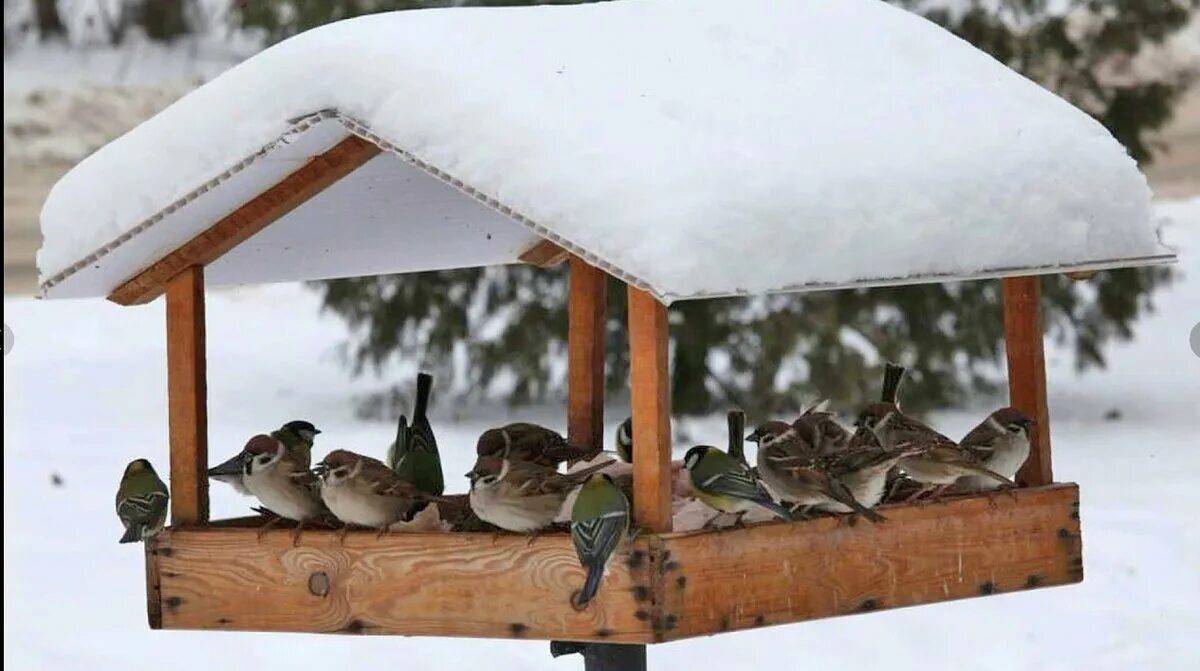 «Снежный десант» и «Покормите птиц зимой».